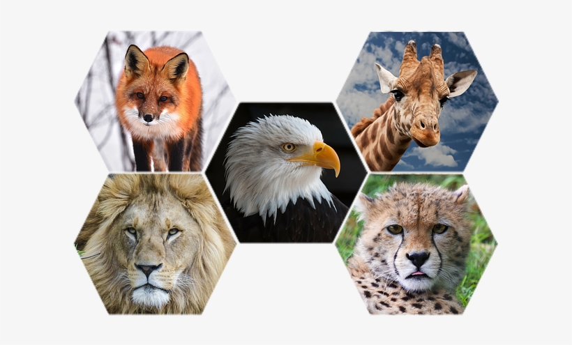 Photograph Of Mammals & Birds - Wild Animals Png, transparent png