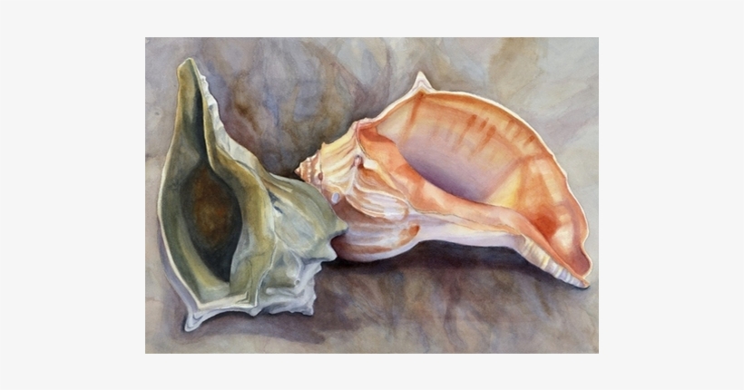 Copyright Waterloo Watercolor - Conch, transparent png