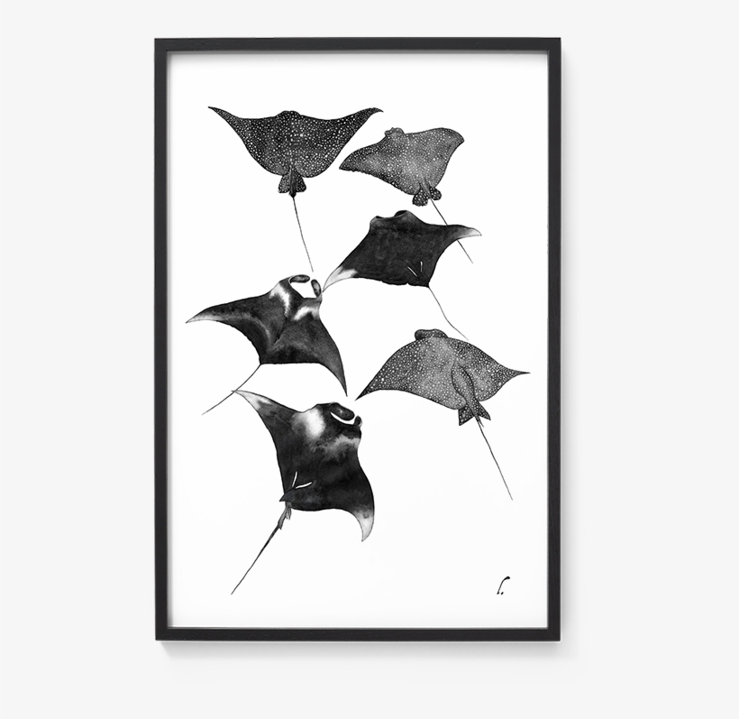 A Watercolor Artwork Inspired By Sea Creatures And - Manta Ray, transparent png
