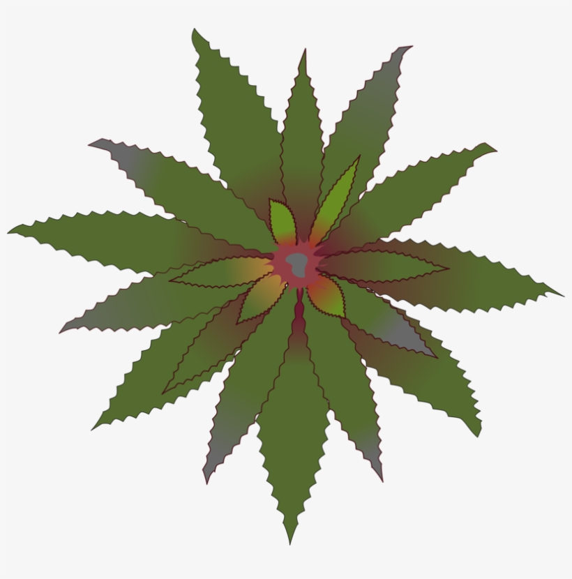 Aechmea Fasciata Ray's Harford Home Improvement Contractors, - Bromeliads Clipart, transparent png