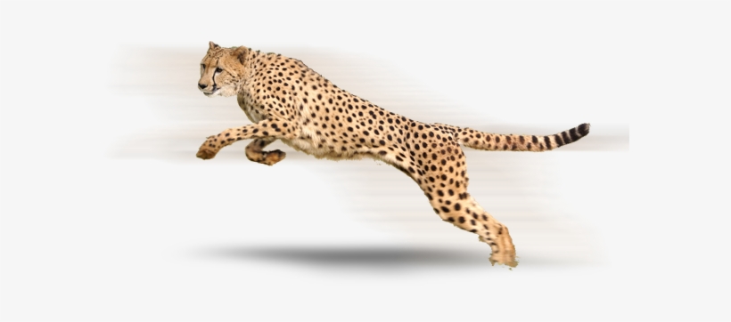 Cheetah Png - Acephate 50% Imidacloprid 1.8% Sp, transparent png