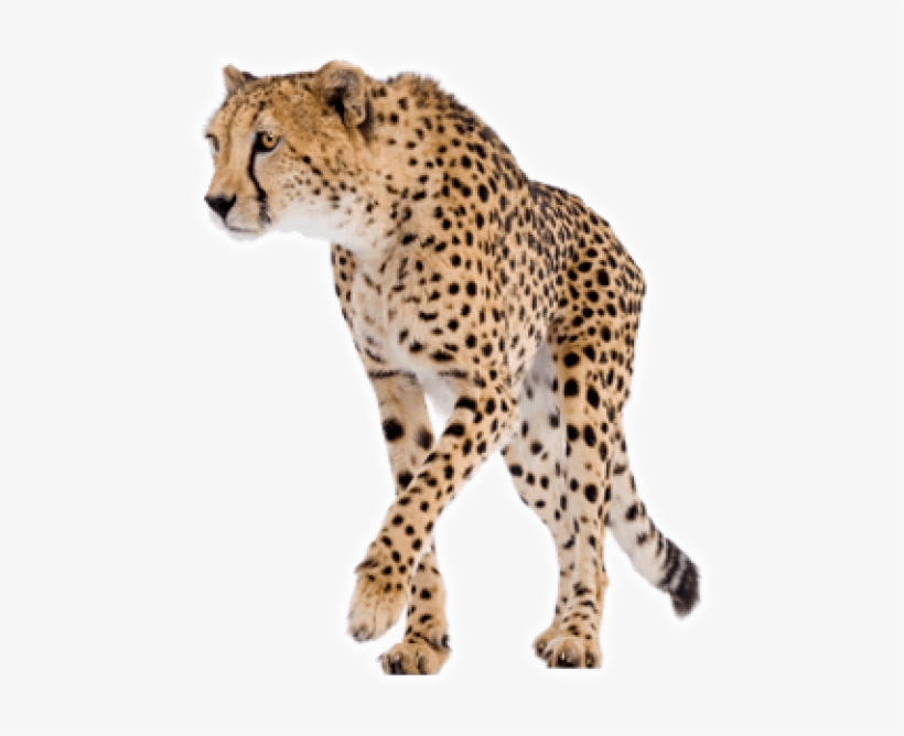 Free Png Cheetah Png Images Transparent - Chemistry For The Biosciences: The Essential Concepts, transparent png