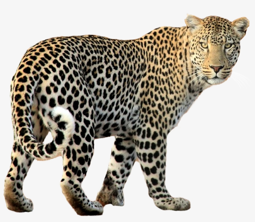 Leopard Png Transparent Image - Leopard Png, transparent png