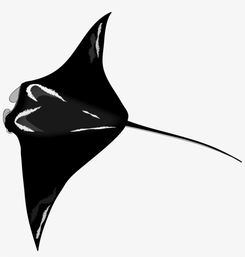 Manta-ray - Manta Ray, transparent png