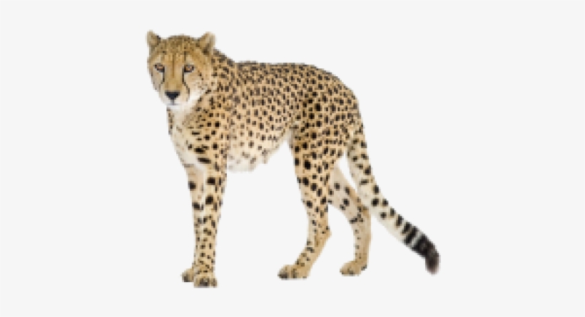 Black Tail Cheetah Png Image - Cheetah Png, transparent png