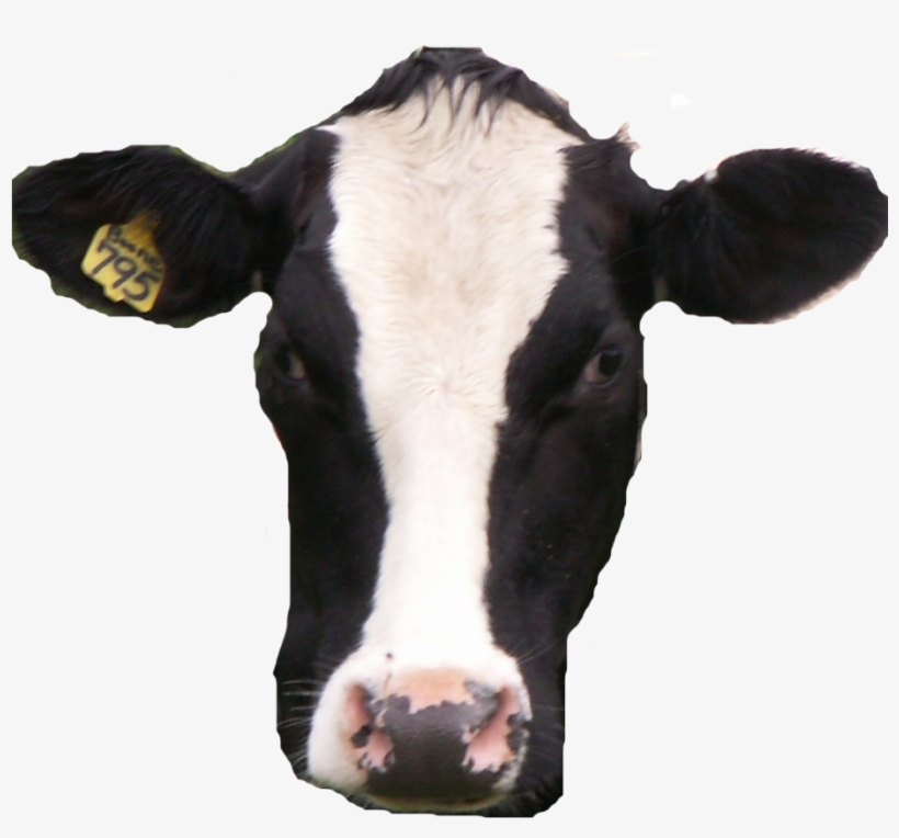 Cow Head Png, transparent png