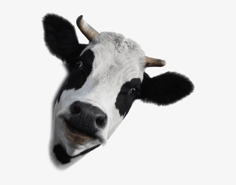 Png Library Stock Dairy Farm Products Chemicals Mondovi - Dairy Cow White Background, transparent png