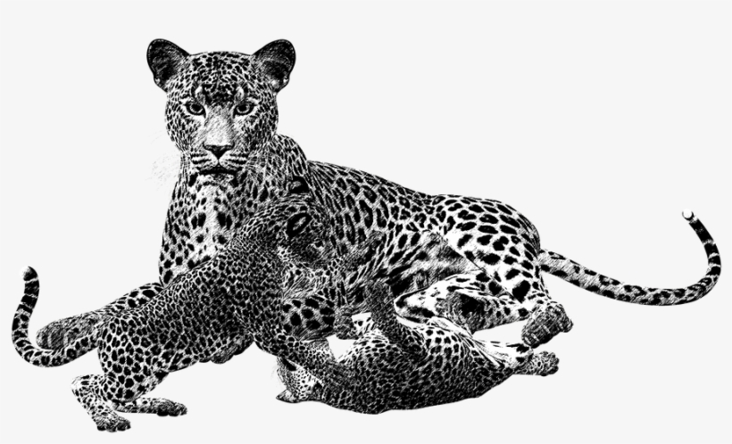 Leopard Png Black And White Transparent Leopard Black - Animales Carnivoros En Blanco Y Negro, transparent png