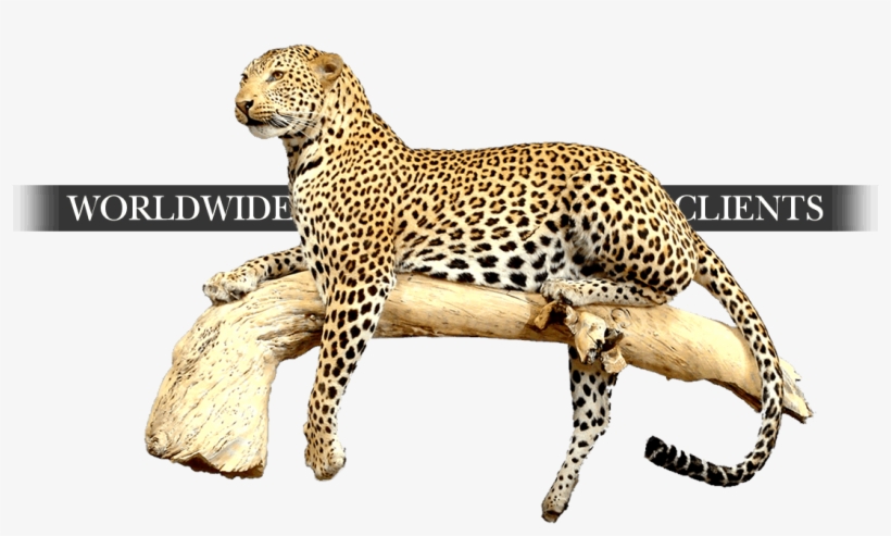Taxidermy-worldwide - Cheetah, transparent png