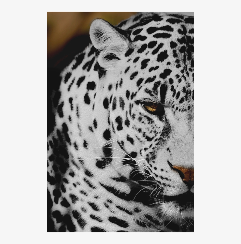 Animal Cheetah Png Transparent Semi Transparent - Snow Leopard, transparent png