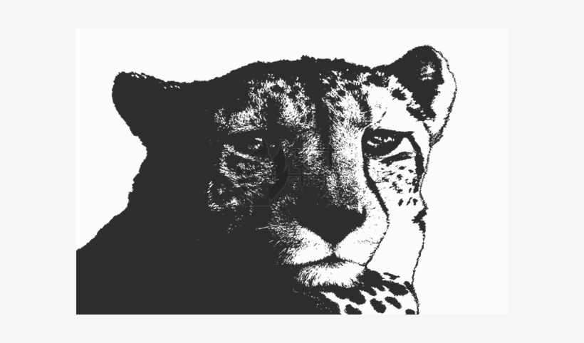 B/w Cheetah - Jaguar, transparent png