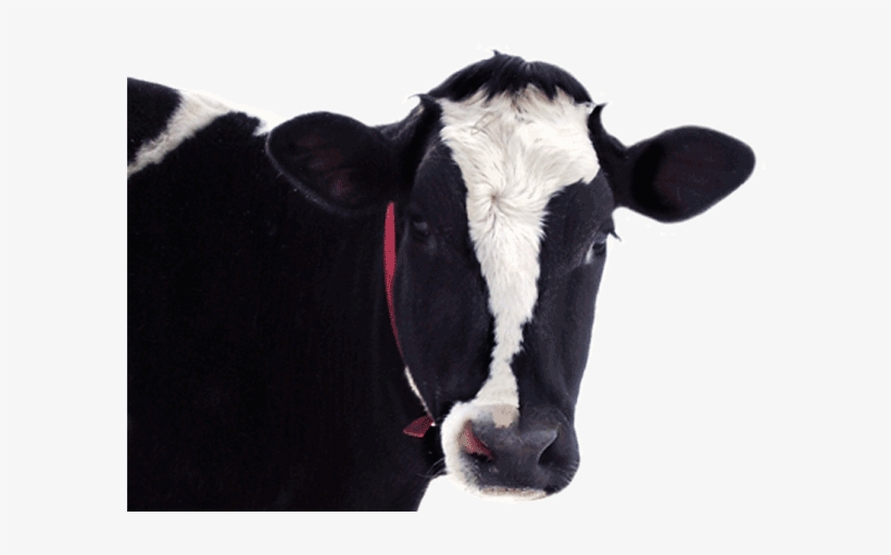 Cow Head In Png, transparent png