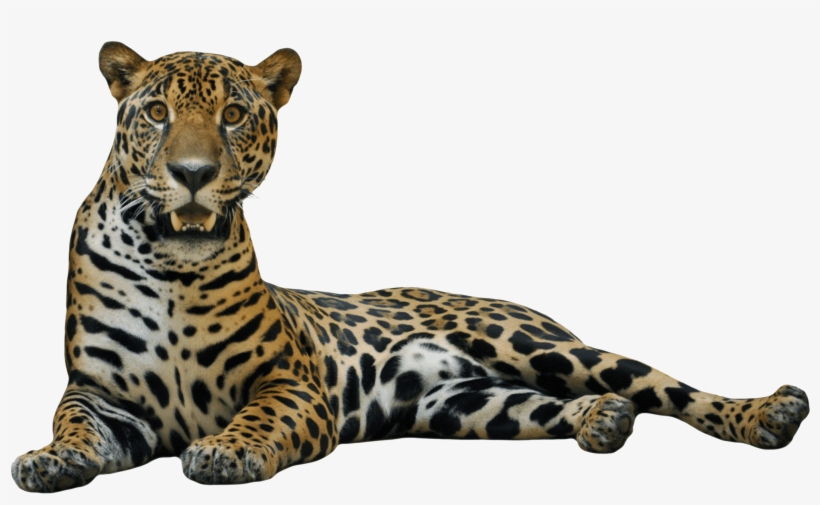 Jaguar Png, transparent png