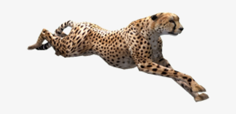 Cheetah Png Transparent Images - Cheetah Png, transparent png