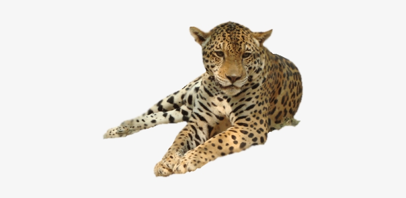 Lovely Images Of Leopard And Cheetah Leopard Png Png - Леопард Пнг, transparent png