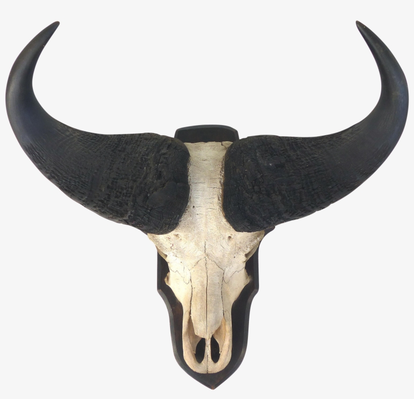 Water Buffalo Skull With Horns Wall Mount - Horn, transparent png