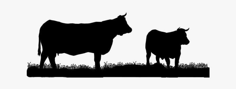 France, Normandy, Cow Meat, Texture - พื้น หลัง วัว เนื้อ, transparent png