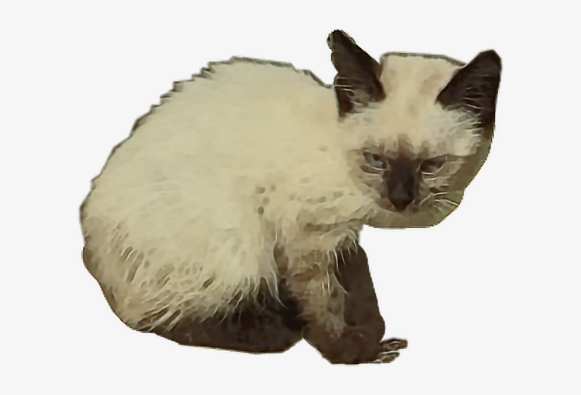 Cat Sticker - Cat Yawns, transparent png