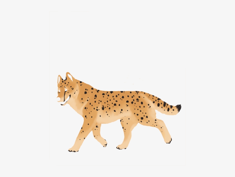 Cheetah, transparent png
