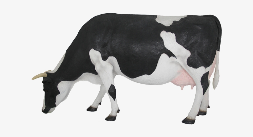 Cattle, transparent png