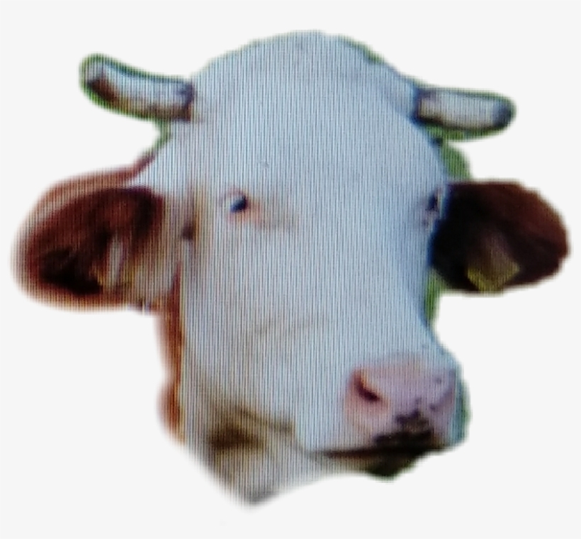 Cattle, transparent png