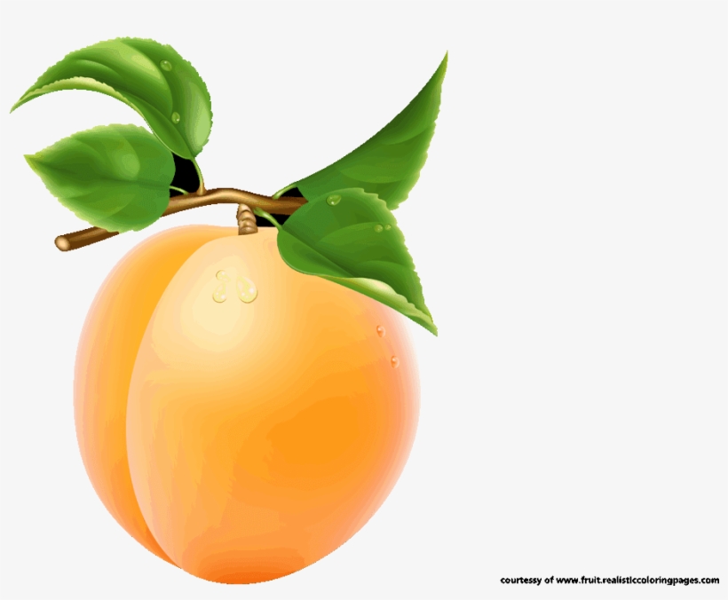 Single Apricot Transparent Image - Png Fruits Name Clipart, transparent png