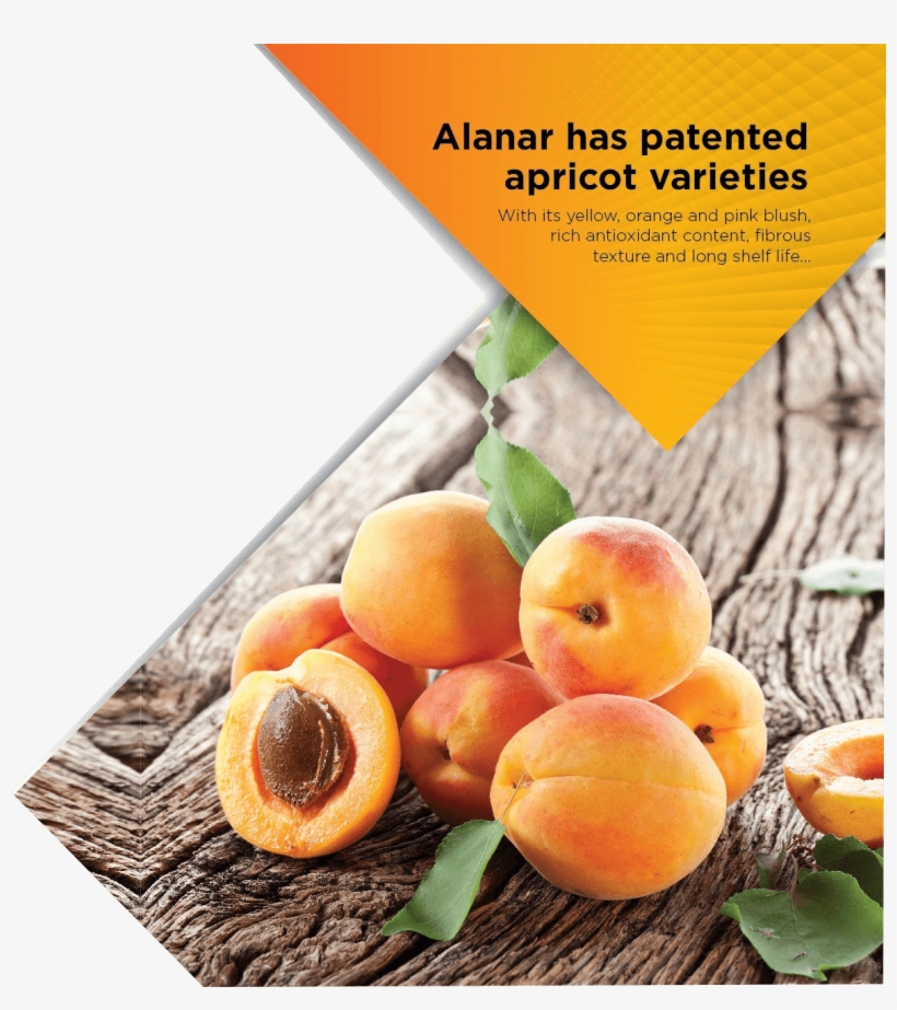 Apricot, transparent png