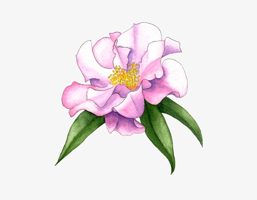 Camellia-'buddha' - Camellia, transparent png
