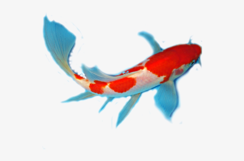 Facts About Koi Anatomy - Koi, transparent png