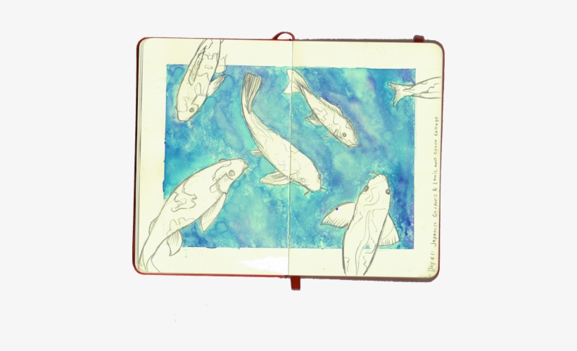 Portland Koi Pond Watercolor, Pencil - Marine Biology, transparent png