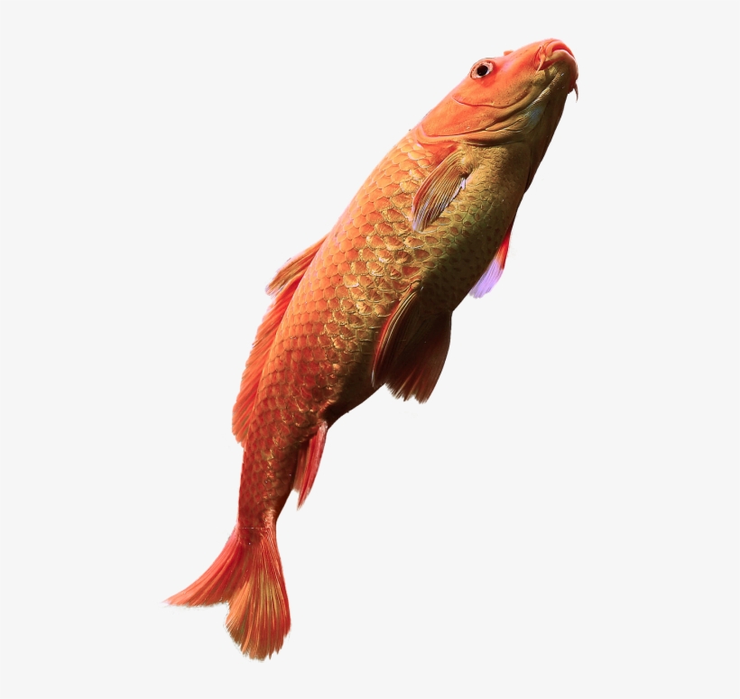 Fish - Png Fish In Water, transparent png