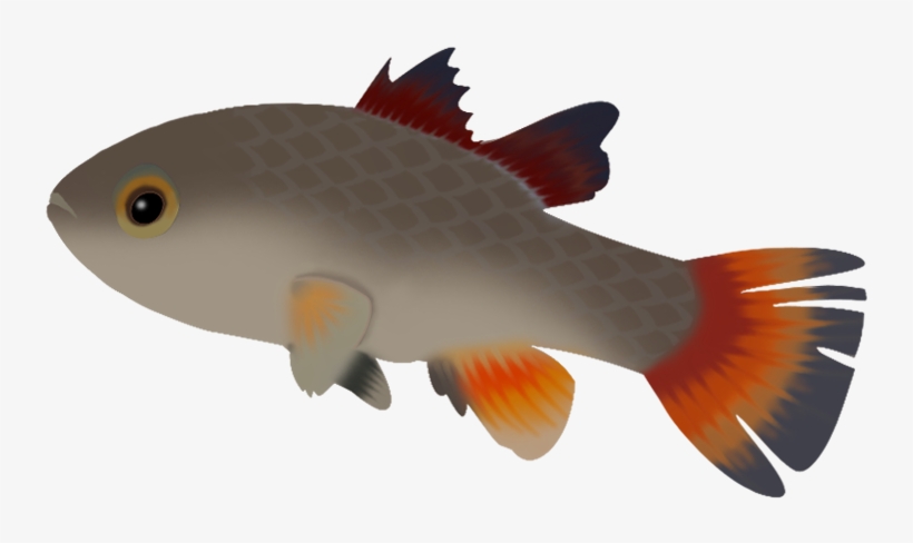 Fish - Feeder Fish, transparent png