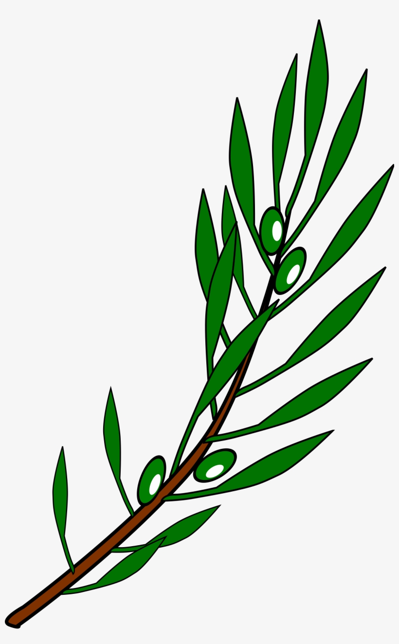 File - Olive Branch Png, transparent png