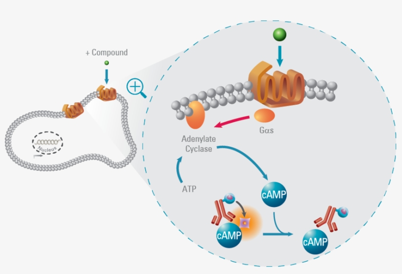 Camp Gs Pathway - G Protein Coupled Receptors, transparent png