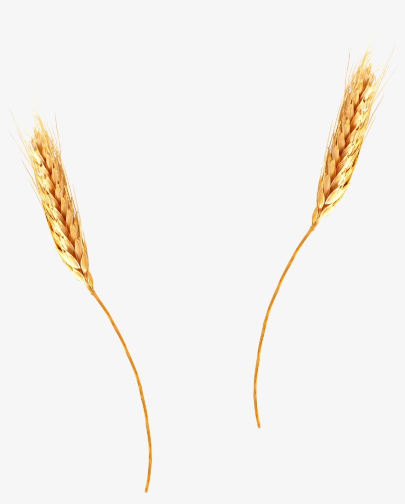 Krikart Imgenes Libres De Derecho Autor Trigo - Wheat Png With Transparent Background, transparent png
