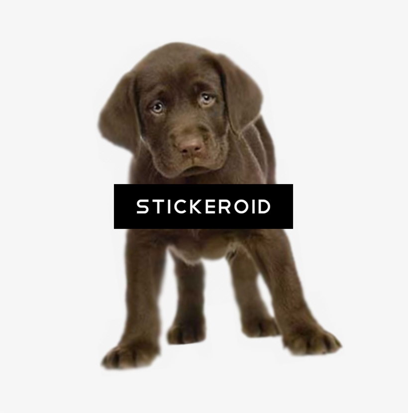 Puppy Animals Dog - Dog, transparent png