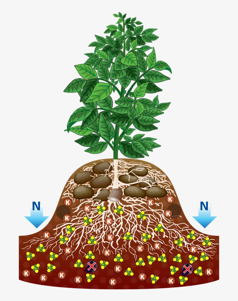 Plant With Roots Clip Art Crazywidow Info - Clip Art, transparent png