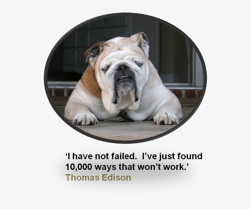 Yahoo Image Search Results Dog Sleeping Positions, - Happy Holidays Bulldog With Santa Hat Card, transparent png