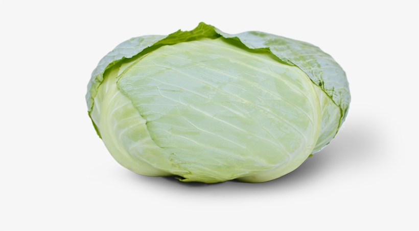 Fejeskáposzta Discos F1 2500szem - Szentesi Lapos Fejes Kaposzta, transparent png