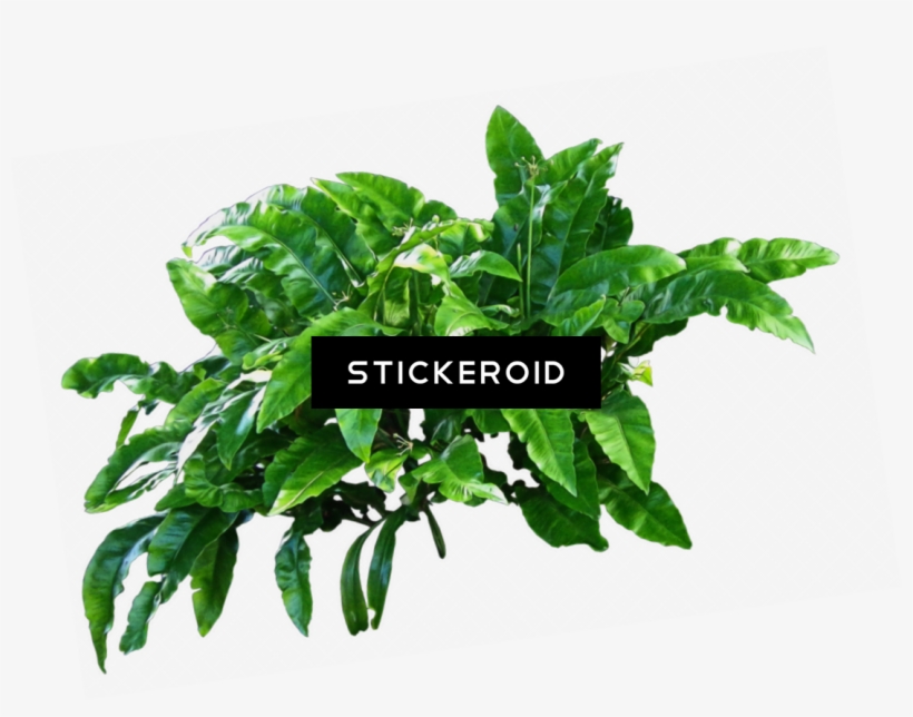 Plants - Plants Png, transparent png