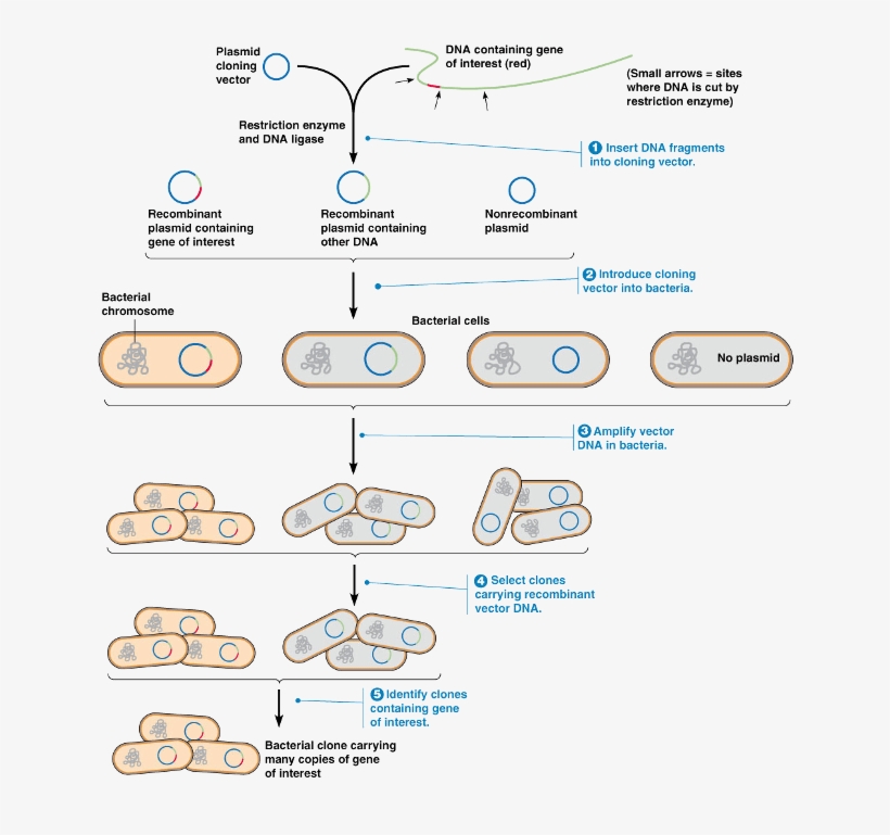 Recombinant Dna Technology Steps - Number, transparent png