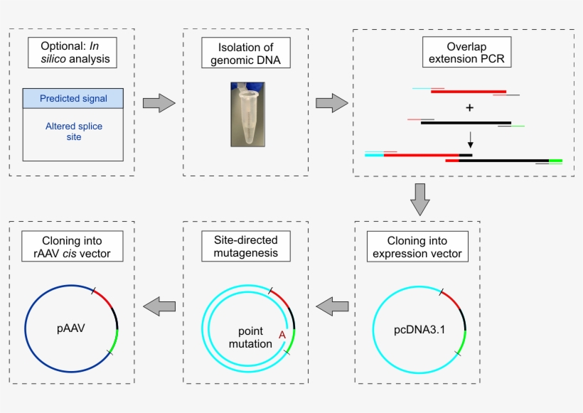 Png Transparent Stock Construction And Cloning Of Minigenes - Diagram, transparent png