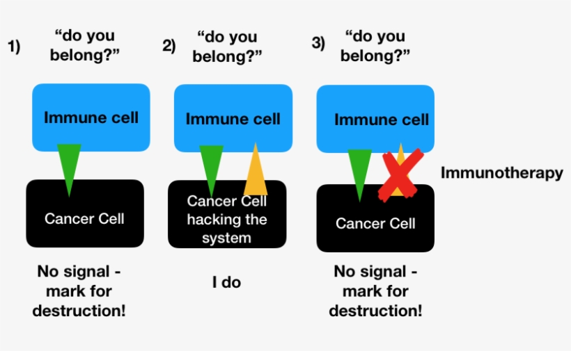 How About Auto-immunity - School Header, transparent png
