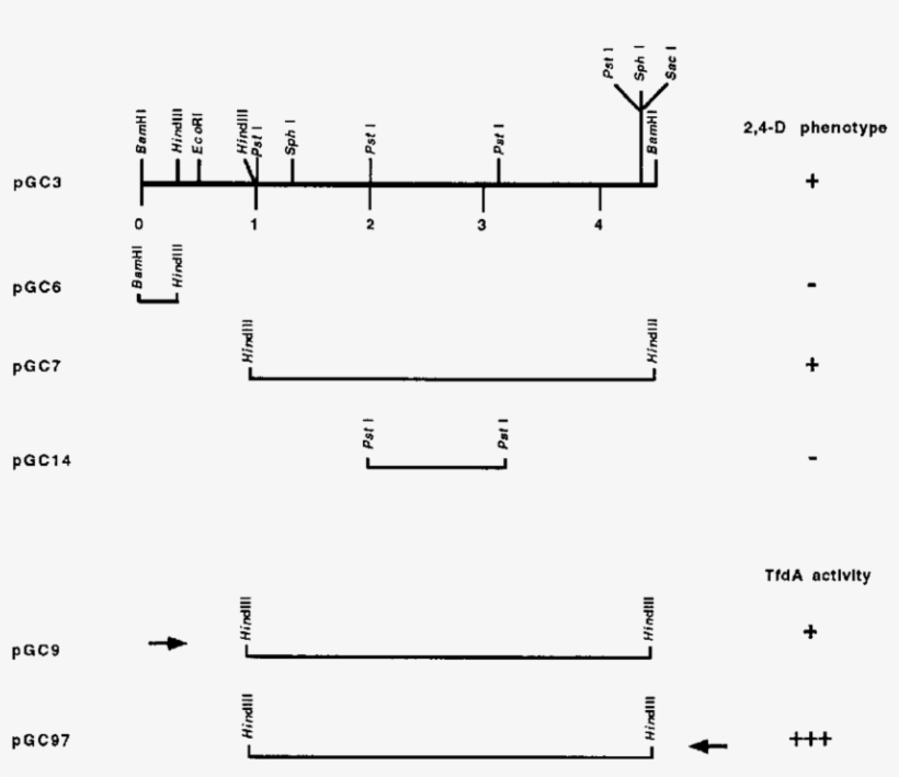 Cloning Of Dna Fragments Of Tfd6 By Using The Broad - Diagram, transparent png