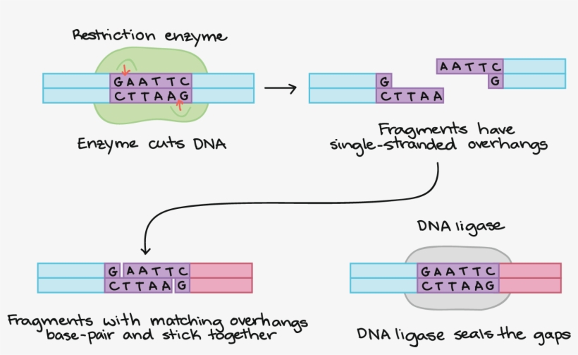 Biology, transparent png