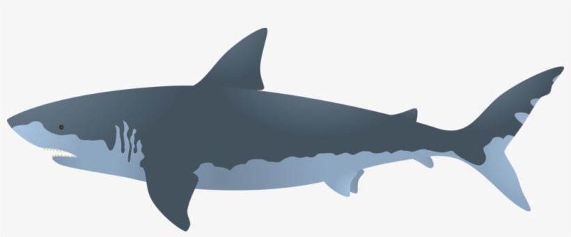 Megalodon Png Free Download - Great White Shark Clip Art, transparent png