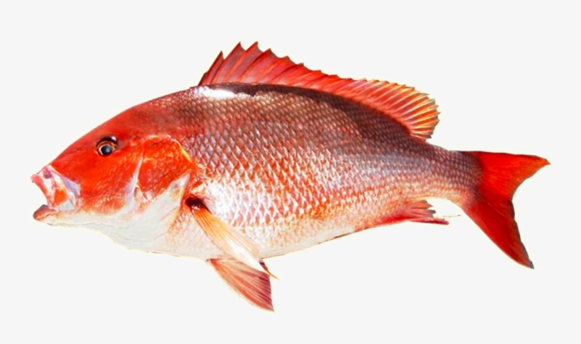 Kingfish Transparent Png - Red Tilapia Fish Png, transparent png
