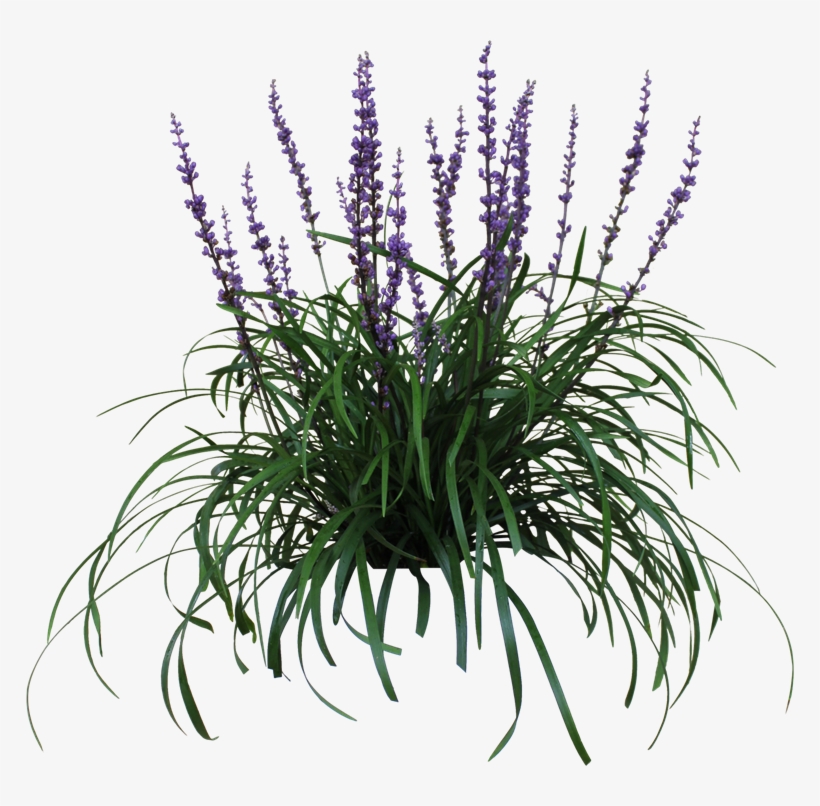 Liriope Png - Lilyturf Png, transparent png