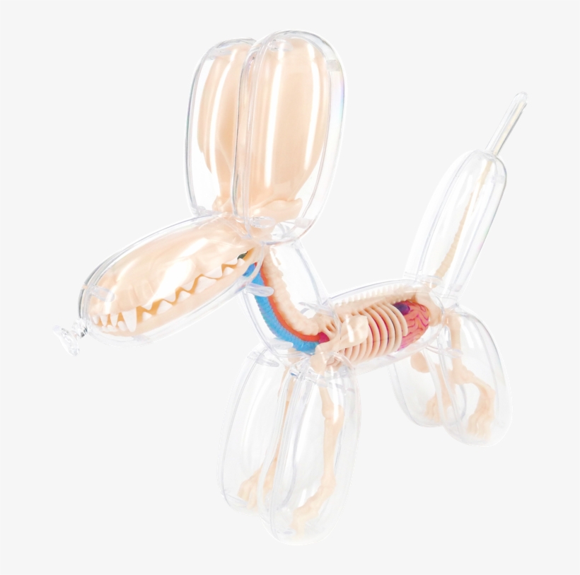 4d Master Anatomy Balloon Dog 26090, transparent png