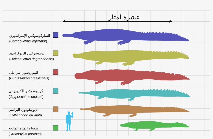 File - Large Crocodyliformes-ar - Svg, transparent png